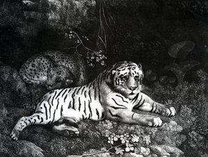 Two Tigers, 1788